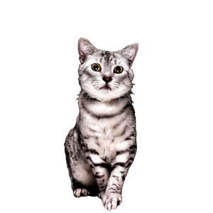 Striking Studio Portrait Of A Gray Tabby Cat Against A Dark Backdrop, Perfect For Pet Lovers. 19762 - Cat PNG image with transparent background